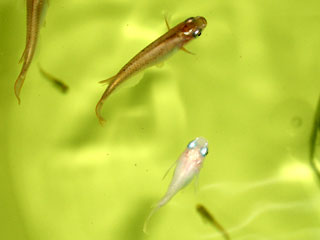 メダカ薬浴中