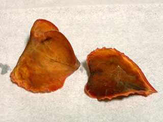 Anoectochilus