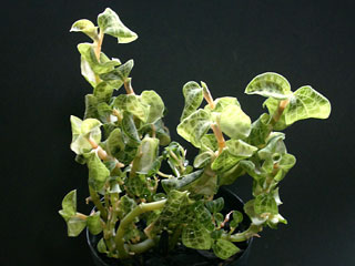 Macodes1