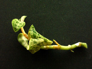 Macodes3