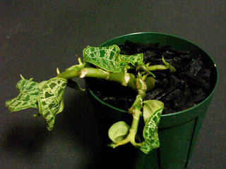 Macodes5