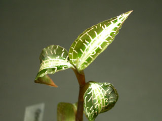 Goodyera1