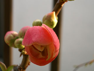 木瓜