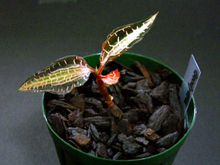 Goodyera