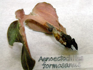 Anoectochilus1