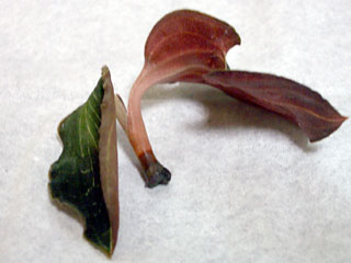 Anoectochilus2