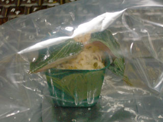Anoectochilus4