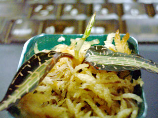 Goodyera