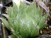 羽衣カキ仔