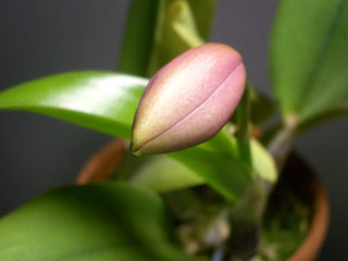 Lc. Mini Purple 'Sato'_3