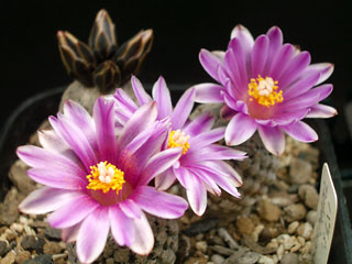 バラ丸開花1
